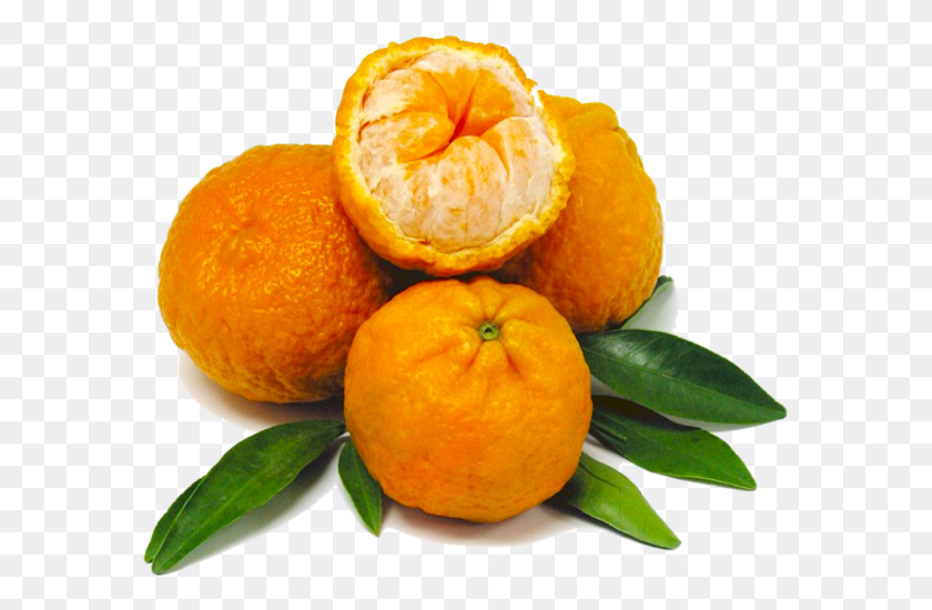 583x490 Organic Golden Nugget Mandarin Rangpur, Citrus Fruit, Fruit, Plant HD PNG Download