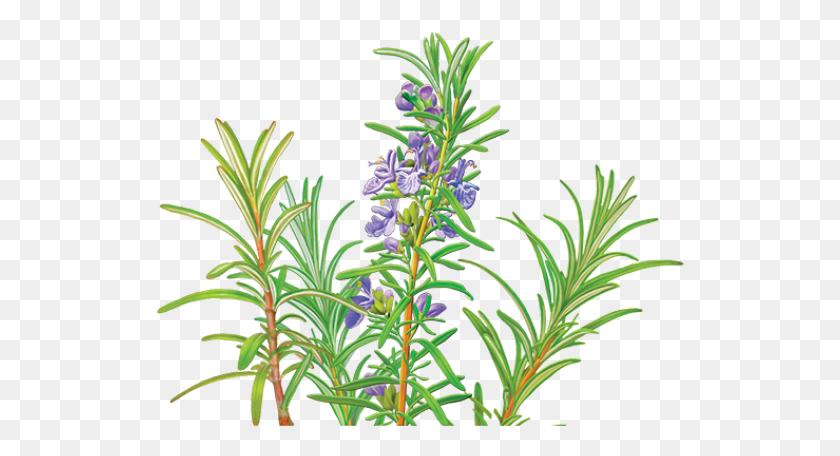 530x396 Organic Rosemary Tea, Plant, Acanthaceae, Flower HD PNG Download