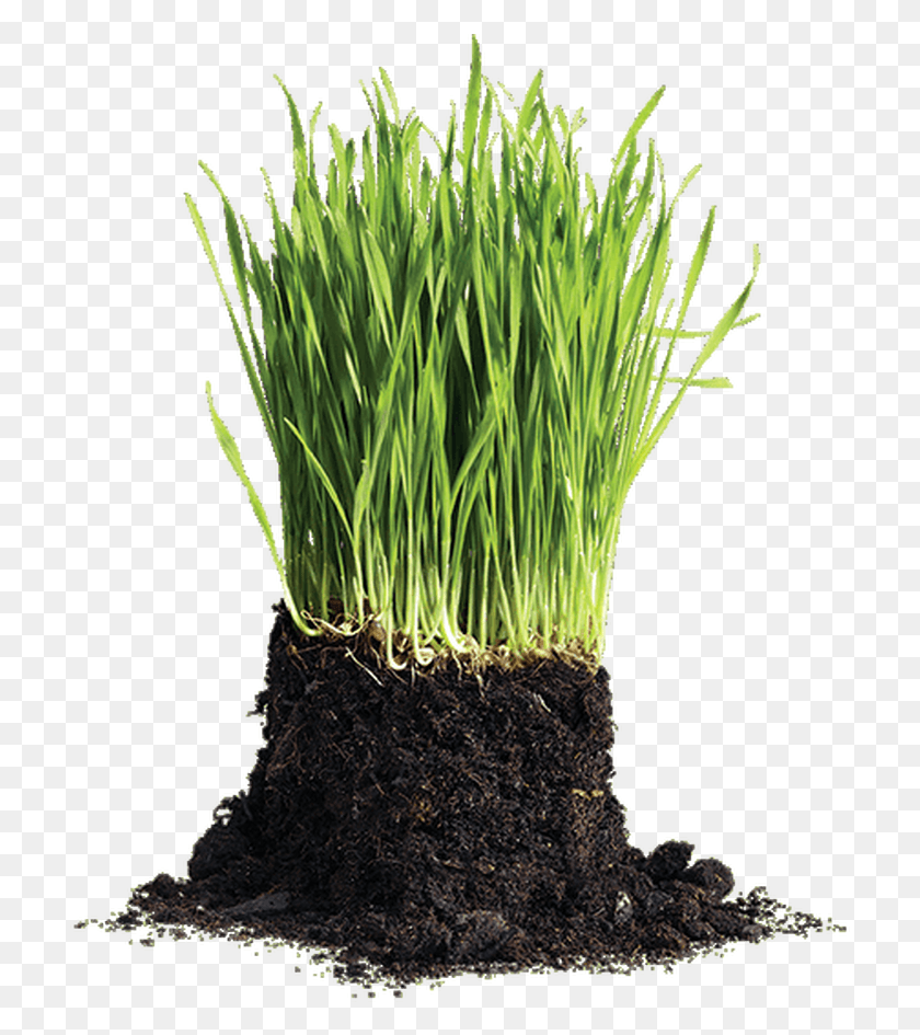 714x885 Organic Soil Compost Lawn, Plant, Grass, Tree HD PNG Download