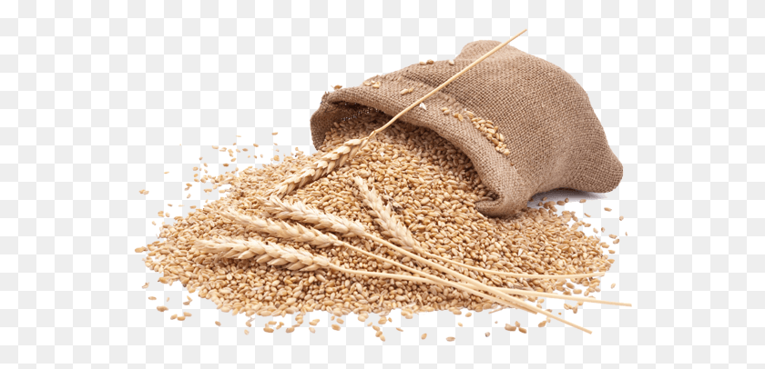 548x346 Organic Wheat Whole Wheat Flour, Plant, Sack, Bag HD PNG Download