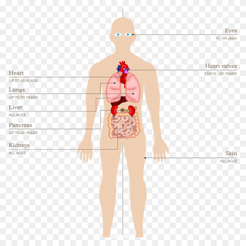 800x800 Organs And Tissues That Can Be Donated In New, Diagram, Plot, Person HD PNG Download