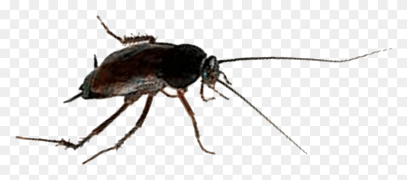 1272x508 Las Cucarachas Orientales A Menudo Se Llaman Bichos De Agua Porque Mosquito, Grillo, Insecto, Invertebrado Hd Png