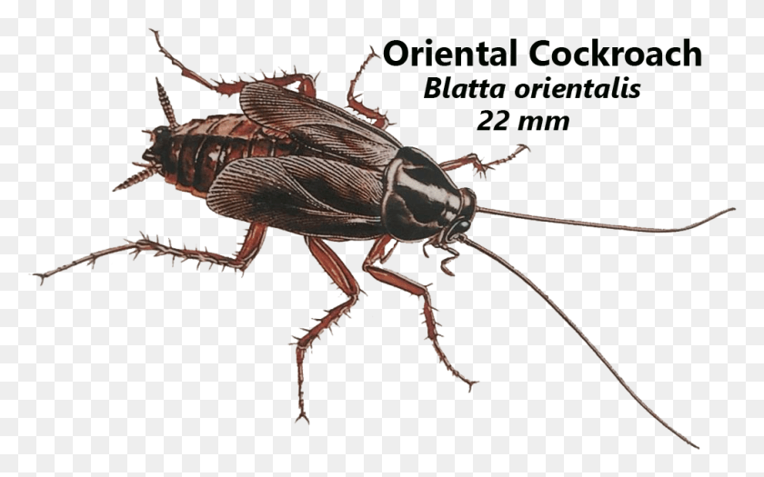991x591 Oriental Cockroaches Feed On All Types Of Garbage And Weevil, Insect, Invertebrate, Animal HD PNG Download