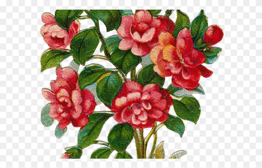 599x481 Arbustos De Rosas Originales Clipart, Planta, Geranio, Flor Hd Png