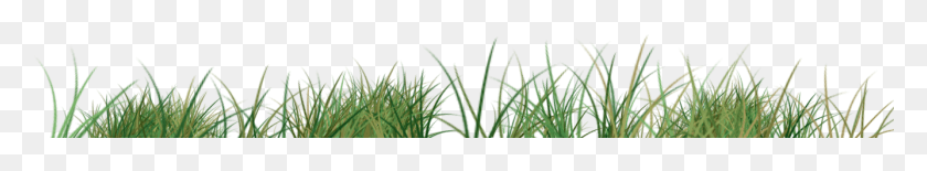 1335x163 Original Size Is 1400 602 Pixels Sweet Grass, Plant, Vegetation, Flower HD PNG Download