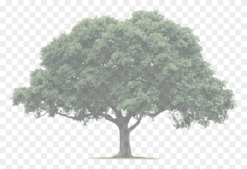 817x539 Original Size Is 2000 1082 Pixels Drawings Of Trees, Tree, Plant, Oak HD PNG Download