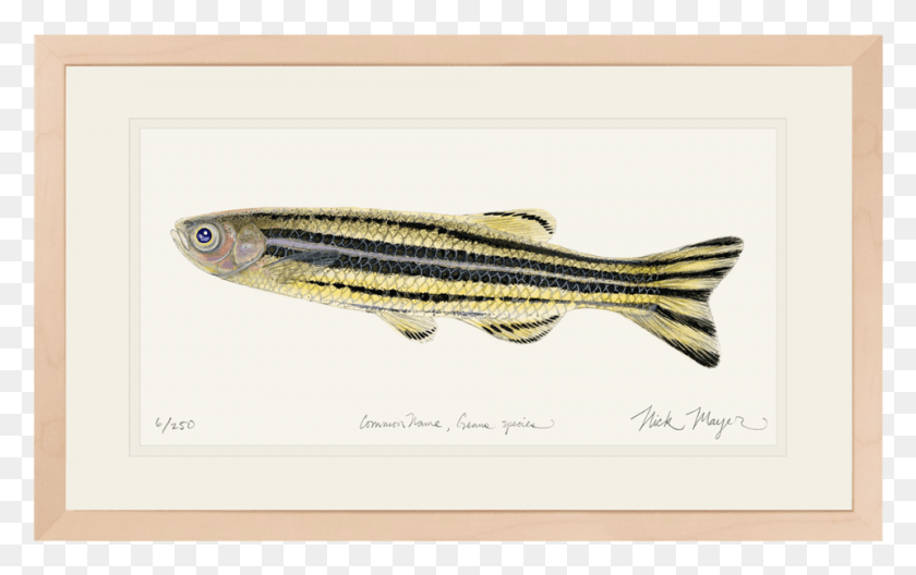 960x577 Original Watercolor Painting Nick Striper Bass, Fish, Animal, Sea Life HD PNG Download