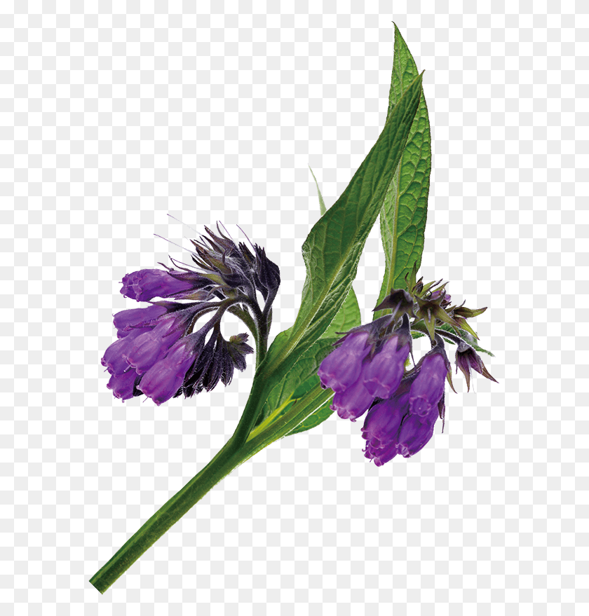 587x819 Originating In Old World Europe Comfrey Has Been Cultivated Comfrey, Plant, Flower, Blossom HD PNG Download