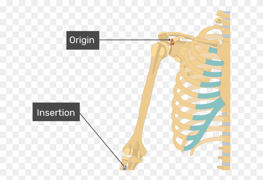 635x514 Origins Of The Biceps Brachii, Skeleton HD PNG Download