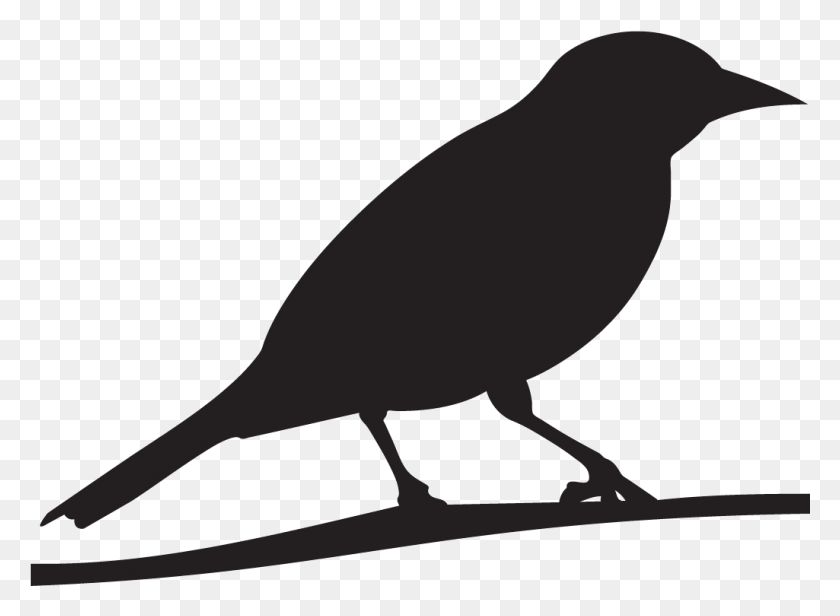 1025x731 Oriole Oriole Silhouette, Animal, Bird HD PNG Download