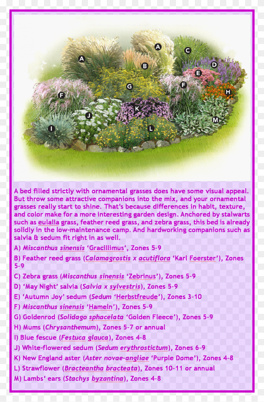 1218x1907 Ornamental Grasses Garden Plan Ornamental Grass Landscape Ornamental Plant, Rug, Purple, Bush HD PNG Download