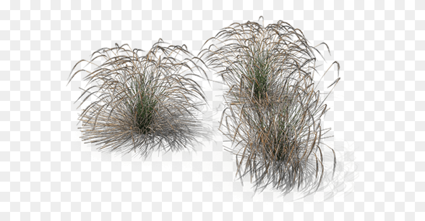 581x378 Ornamental Grasses Stipa, Bush, Vegetation, Plant HD PNG Download