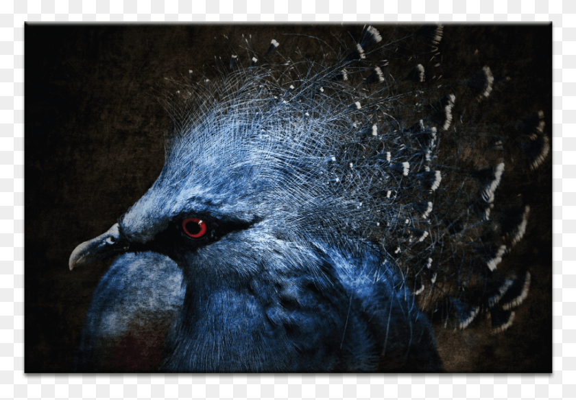 849x570 Ornamental Nature Loon, Bird, Animal, Food HD PNG Download
