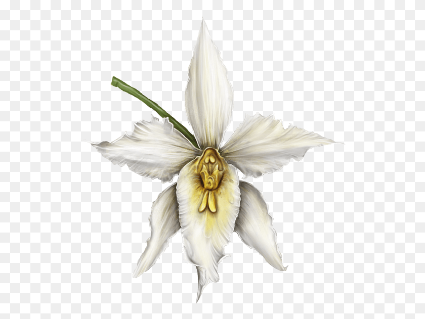 526x571 Orqudea Cattleya, Plant, Flower, Blossom HD PNG Download