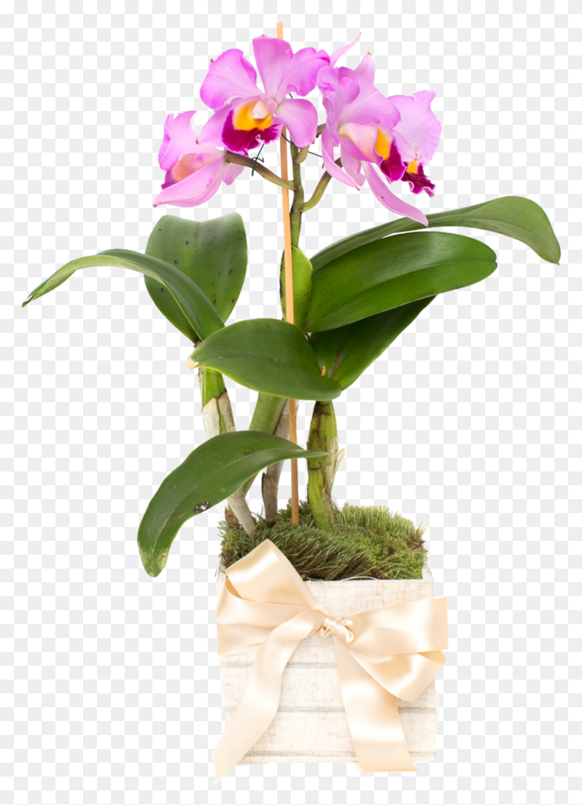 982x1387 Orqudea Cattleya Lils Cattlianthe Jewel Box, Plant, Flower, Blossom HD PNG Download