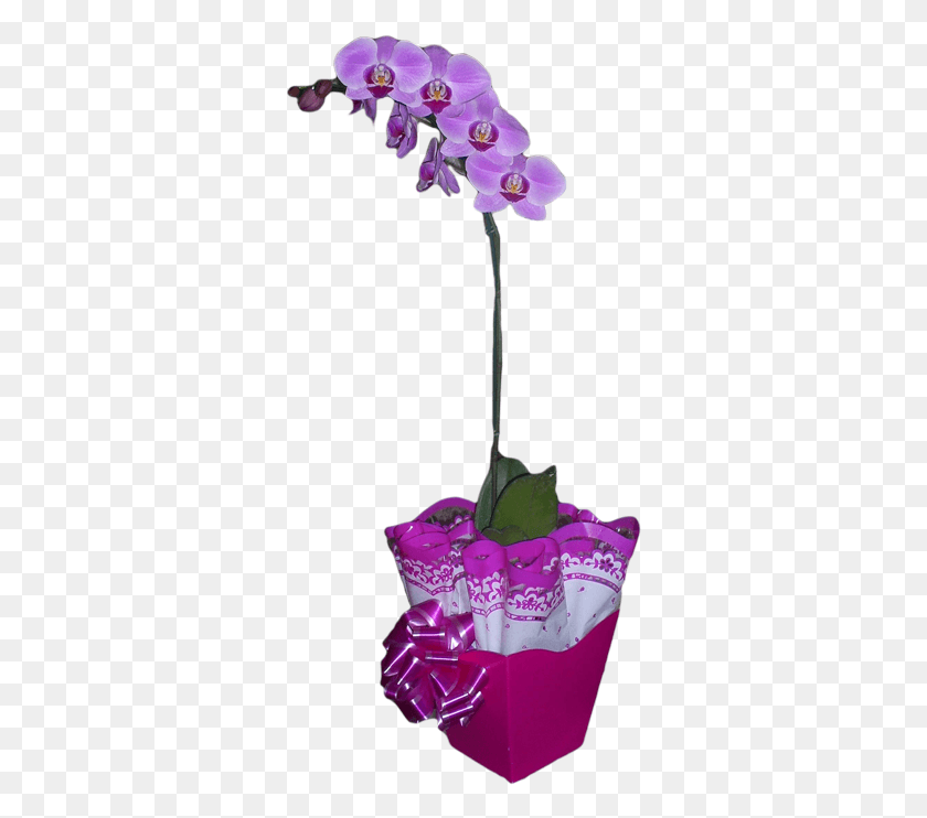 323x682 Descargar Png / Orqudea Phalaenopsis Polilla De La Orquídea Hd Png