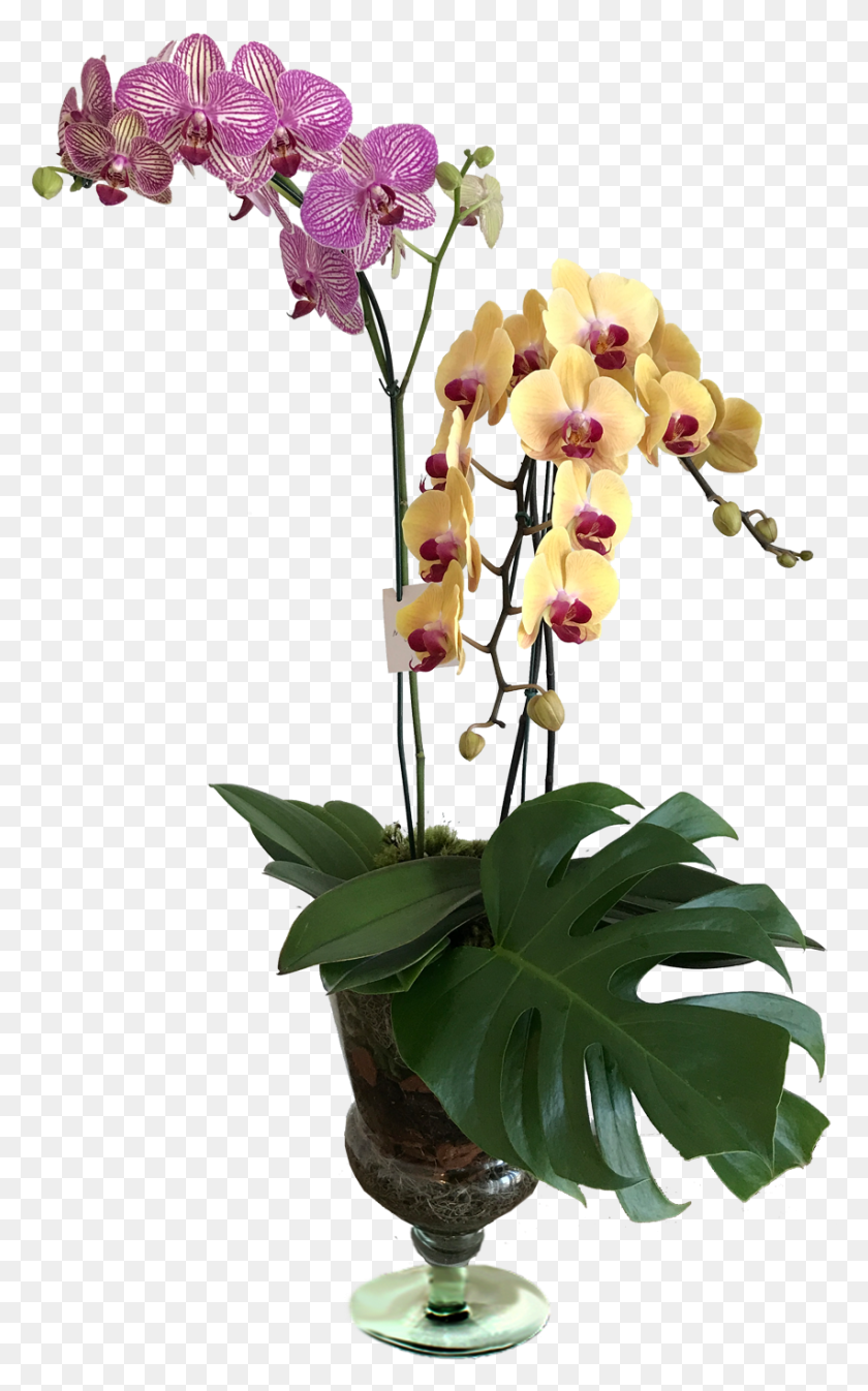 852x1405 Orqudeas Vaso De Vidro Moth Orchid, Plant, Flower, Blossom HD PNG Download