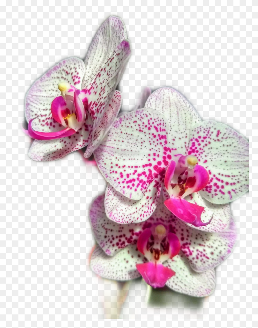 1024x1319 Flores Artificiales De Orquídeas Png
