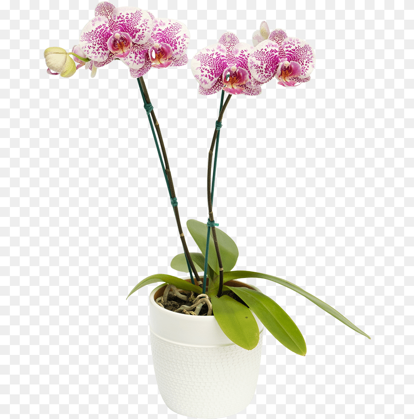 Orquidea Arwen Moth Orchid, Flower, Plant, Flower Arrangement PNG
