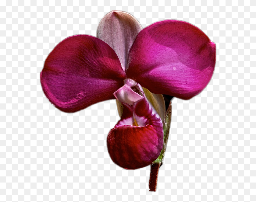 585x604 Orquideas Silvestres, Растение, Цветок, Цветение Hd Png Скачать