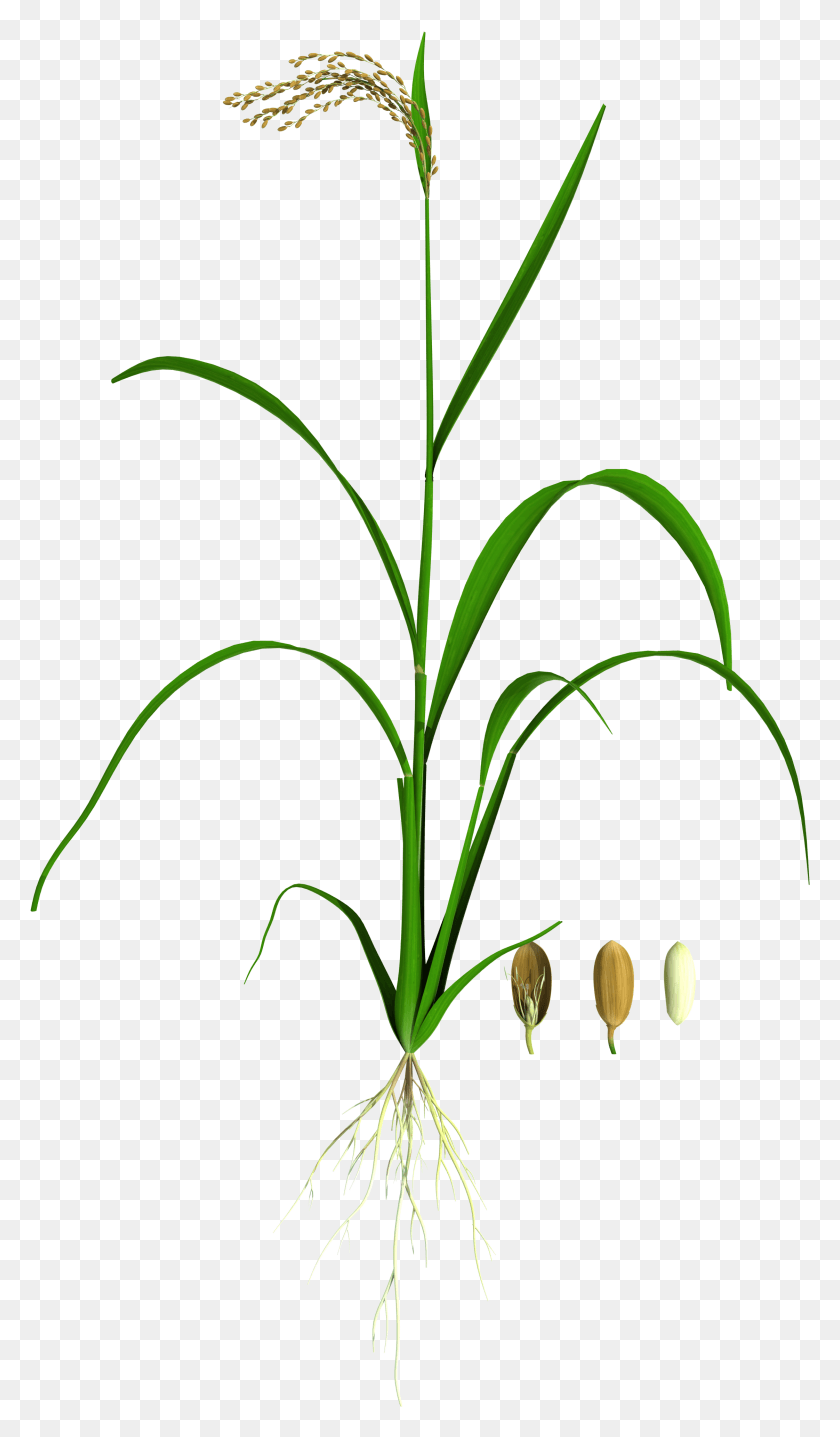 2243x3961 Descargar Png Oryza 01 Lit Hierba, Planta, Amaryllidaceae, Flor Hd Png