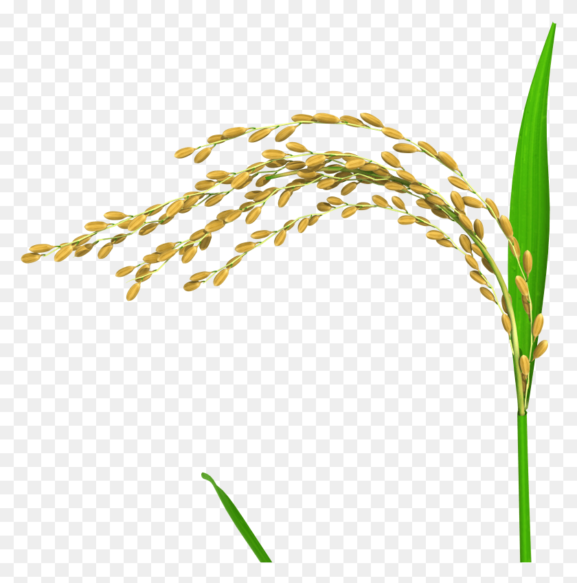 3677x3724 Oryza 02 Освещенная Иллюстрация, Растение, Трава, Растительность Hd Png Скачать