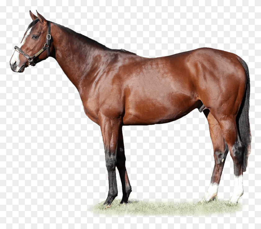 2055x1788 Oscar Performance Speightstown Horse, Mammal, Animal, Colt Horse HD PNG Download