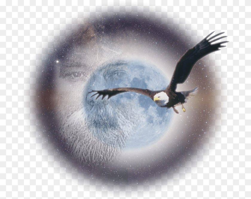 700x666 Osprey, Animal, Beak, Bird, Eagle Transparent PNG