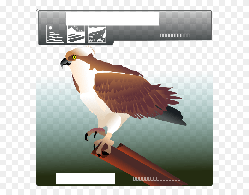 600x600 Osprey Images Osprey Clip Art, Bird, Animal, Kite Bird HD PNG Download