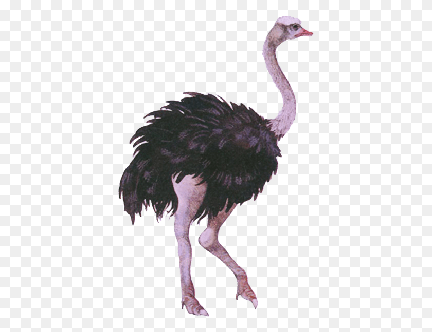 381x587 Ostrich, Bird, Animal, Kiwi Bird HD PNG Download