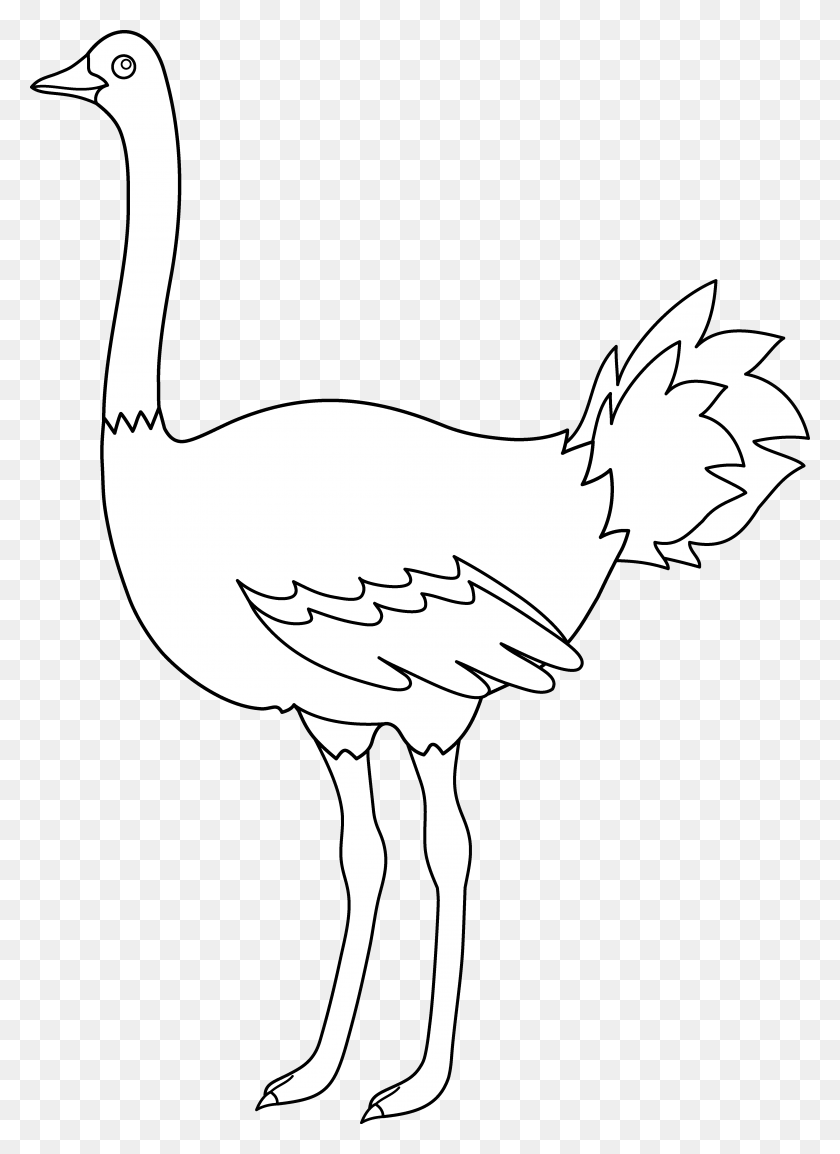 4377x6144 Ostrich Clipart Color Flightless Bird, Animal, Fowl, Poultry HD PNG Download