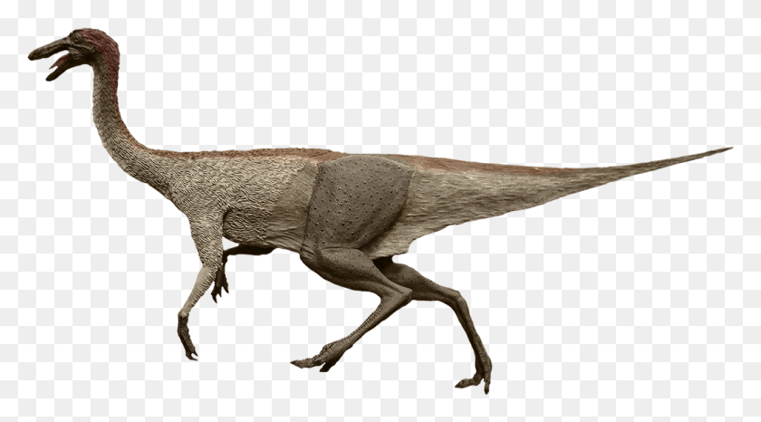 1029x536 Ostrich Like Dinosaur Gallimimus, T-rex, Reptile, Animal HD PNG Download