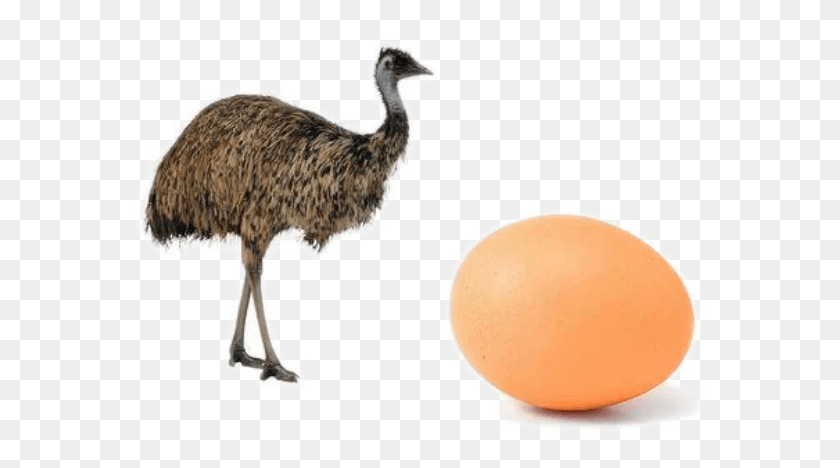 585x408 Ostrich Photo Emu Ostrich Bird, Animal, Beak, Dodo HD PNG Download