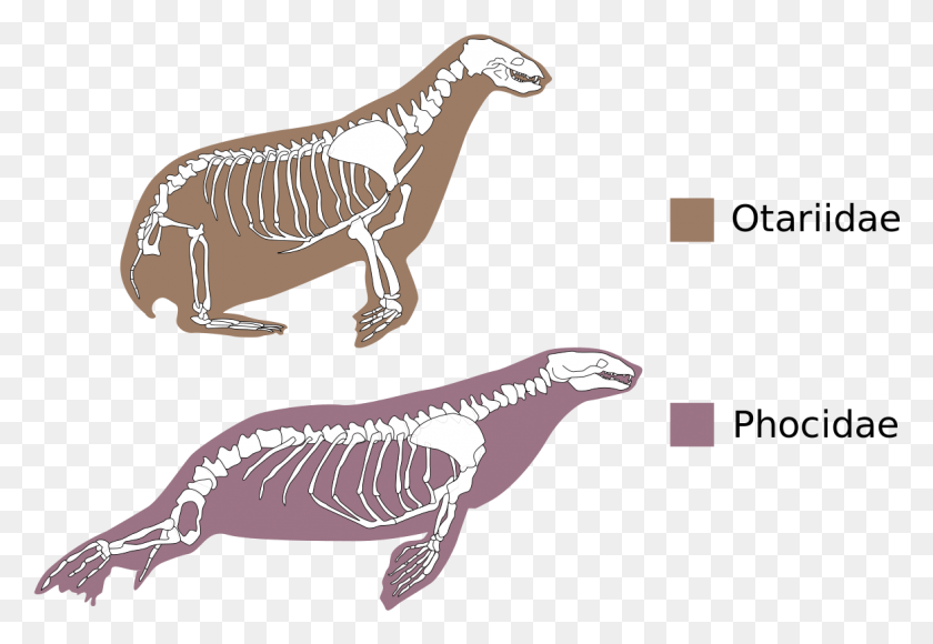 1164x776 Otariidae Vs Phocidae, Animal, Reptile, Dinosaur HD PNG Download