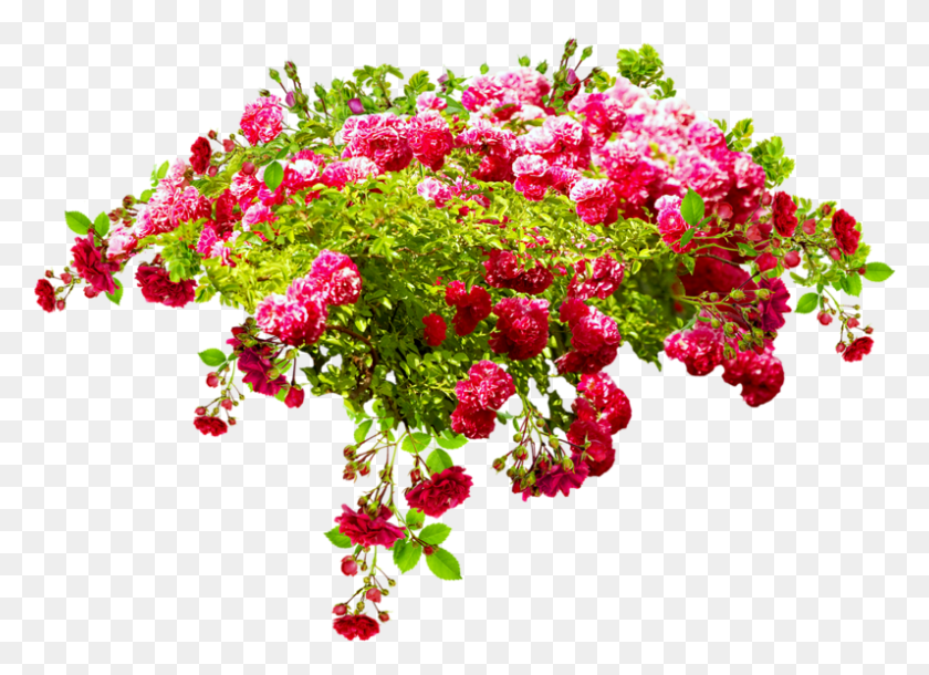 796x562 Otkritka S Dnem Rozhdeniya Sinochka, Geranium, Flower, Plant HD PNG Download