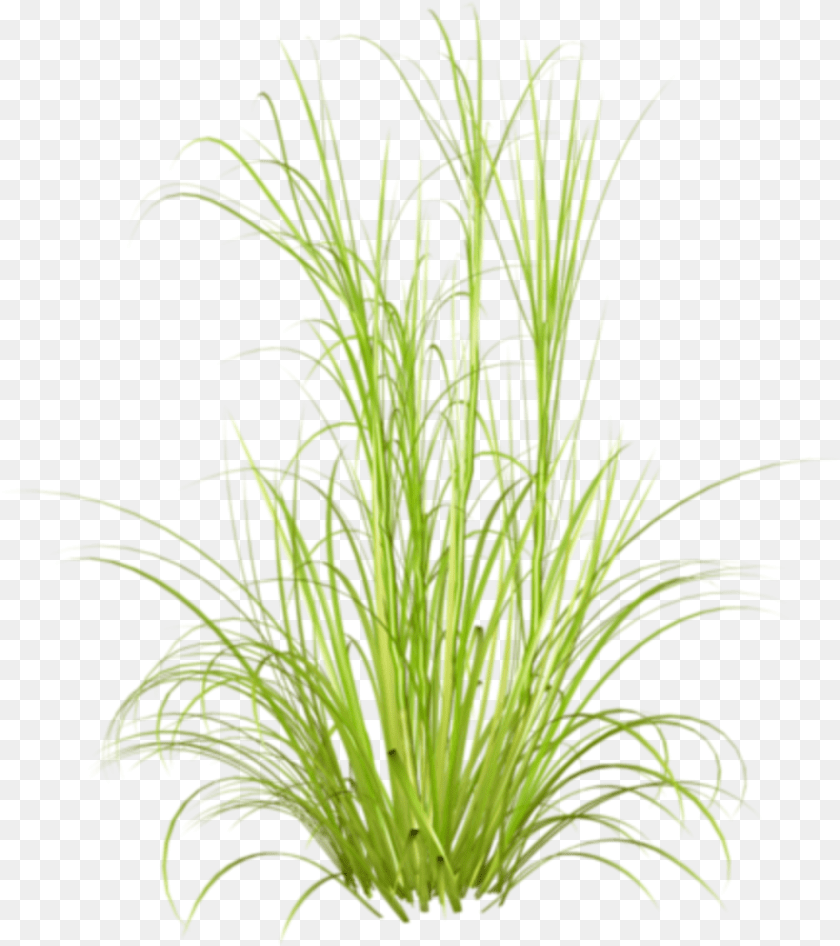 Otlar Transparent Background Tall Grass, Plant, Aquatic, Water, Vegetation Clipart PNG
