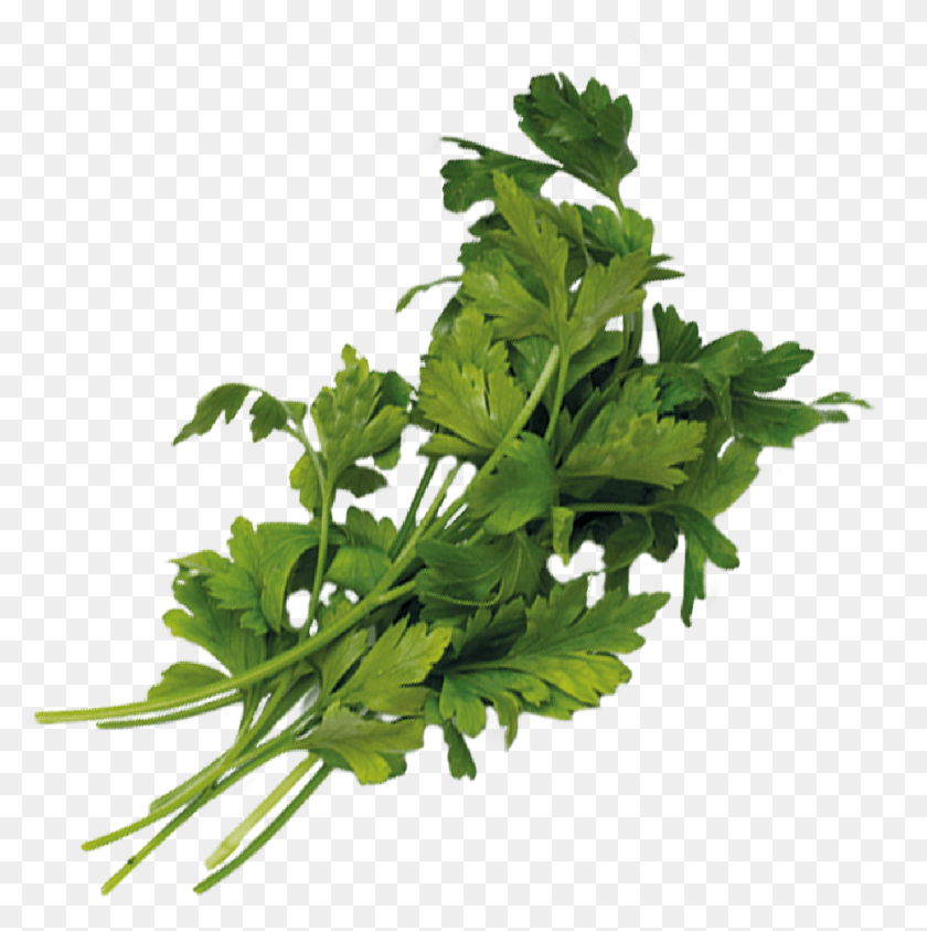 929x933 Ounce Parsley Parsley, Vase, Jar, Pottery HD PNG Download
