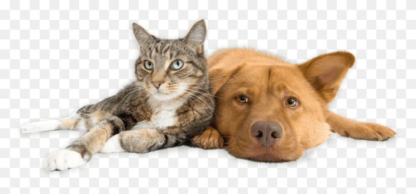 1801x771 Наше Приложение Собака И Кошка Прозрачный Фон, Домашнее Животное, Млекопитающее, Животное Hd Png Скачать