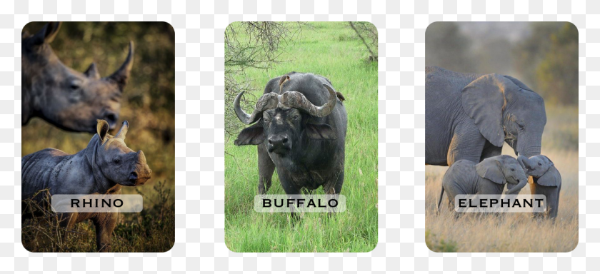 1089x453 Our Big Five You Can See Water Buffalo, Wildlife, Mammal, Animal HD PNG Download