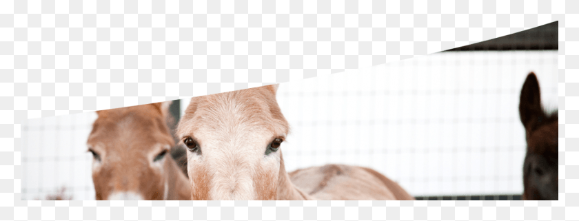 1184x397 Our Donkeys Are A Wonderful Therapeutic Choice For Donkey, Cow, Cattle, Mammal HD PNG Download