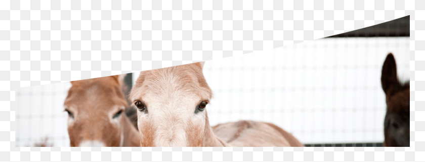 1184x397 Nuestros Burros Son Una Maravillosa Opción Terapéutica Para Burro, Vaca, Ganado, Mamífero Hd Png