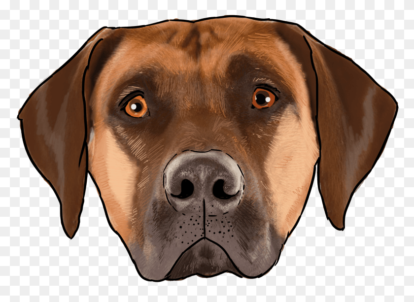 2557x1816 Our First African Dog The Rhodesian Ridgeback Black Mouth Cur, Labrador Retriever, Pet, Canine HD PNG Download
