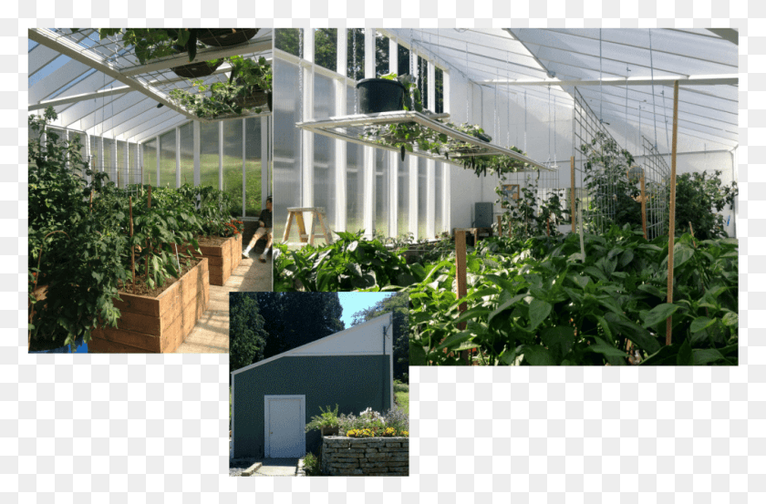 1005x636 Our Greenhouse With Double Paneled Hog Wire Tomato Greenhouse, Outdoors, Garden, Plant HD PNG Download