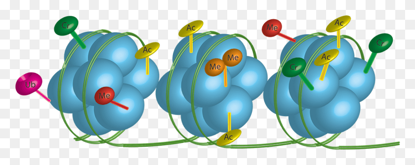 1097x386 Our Lab Is Studying The Role Of Epigenetic Pathways, Plant, Sphere, Food HD PNG Download