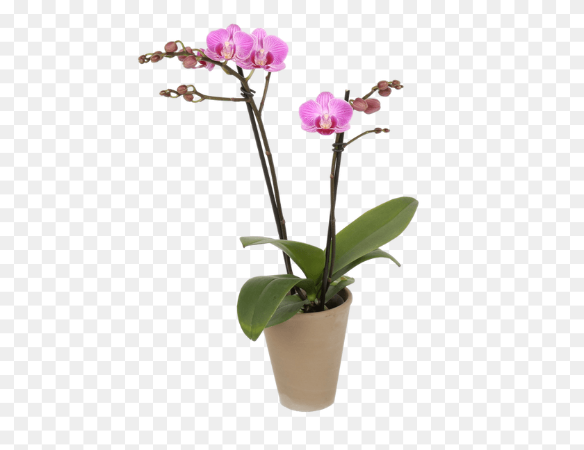 449x588 Our Little Beauty Captures All The Wonderful Aspects Moth Orchid, Plant, Flower, Blossom HD PNG Download