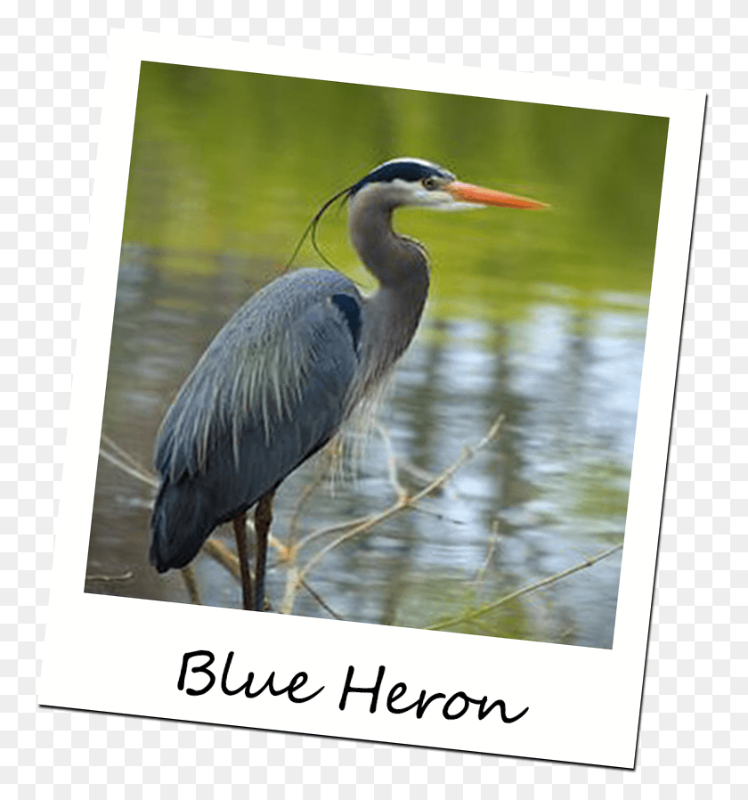 755x838 Our Little Piece Of Heaven Is Located In The Village Heron Bird, Animal, Waterfowl, Ardeidae HD PNG Download