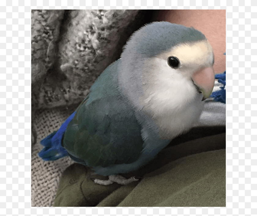 637x645 Our Mission Budgie, Parakeet, Parrot, Bird HD PNG Download