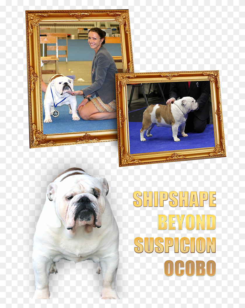 715x995 Our Mission Statement Is To Breed Healthy Beautiful Picture Frame, Bulldog, Dog, Pet HD PNG Download
