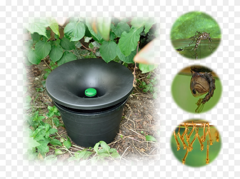734x567 Our Mosquito Control System Does The Following Mosquito, Plant, Animal, Leaf HD PNG Download