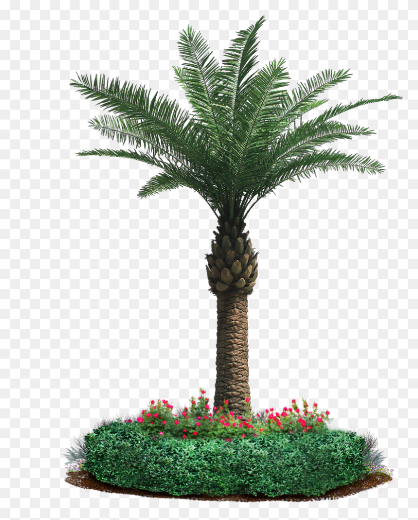 802x1012 Our Motto Is Leaf It To Us And It Holds The Company39s Trees In Garden, Tree, Plant, Palm Tree HD PNG Download